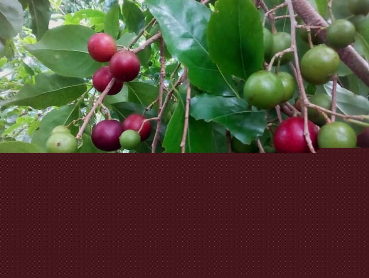 Flacourtia jangomas (Lour.) Raeusch.